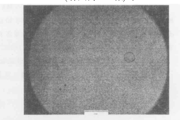 50%LC的PDLC在200倍顯微鏡下照片標(biāo)尺為125微米